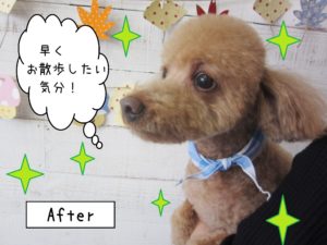 仕上がりトイプー