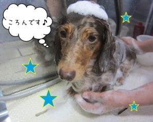 MDのころんちゃんシャンプー中