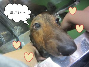 MDのれおんちゃんスパ中