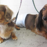 ころんちゃんれおんちゃんアイキャッチ