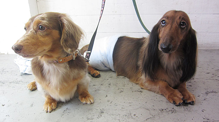 ころんちゃんれおんちゃんアイキャッチ