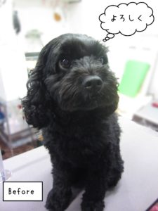 MIXのナッシュちゃんカット前