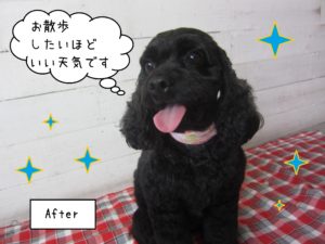 MIXのナッシュちゃん施術後