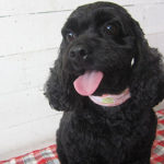 ナッシュちゃんアイキャッチ