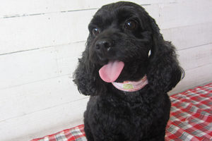 ナッシュちゃんアイキャッチ