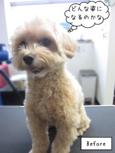 MIXのりくちゃんカット前