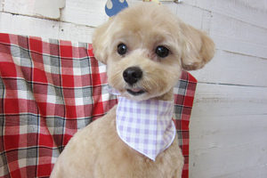 りくちゃんアイキャッチ