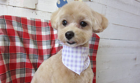 りくちゃんアイキャッチ