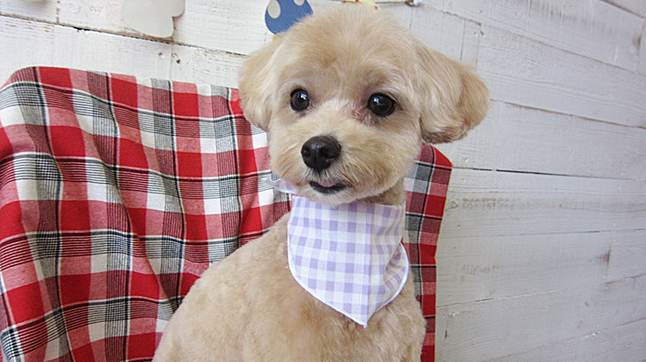 りくちゃんアイキャッチ