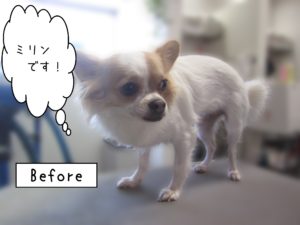 よろしくチワワ