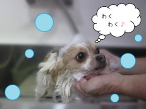 シャンプーチワワ