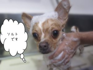 シャンプーチワワ