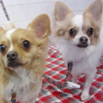 ミリンちゃんソルトちゃんアイキャッチ