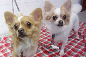 ミリンちゃんソルトちゃんアイキャッチ