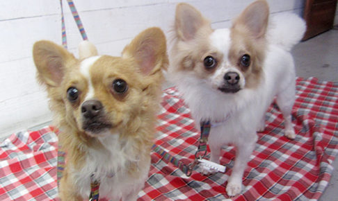 ミリンちゃんソルトちゃんアイキャッチ