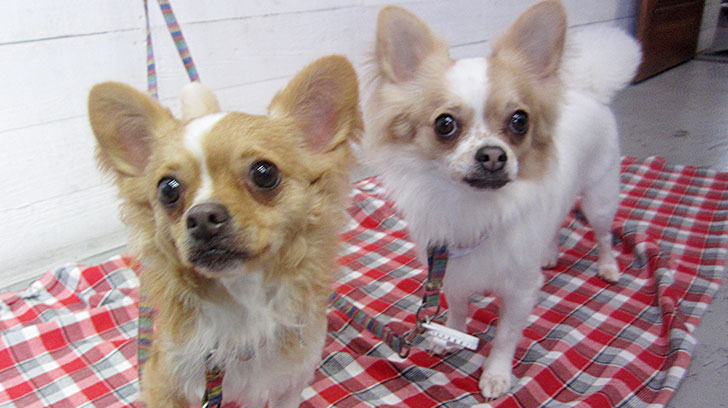 ミリンちゃんソルトちゃんアイキャッチ