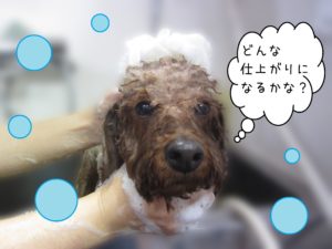 シャンプートイプー