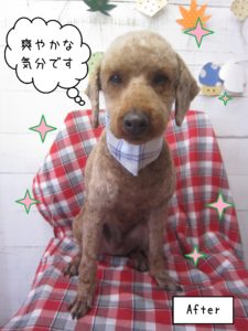 TPの大悟ちゃん施術後