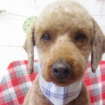 大悟ちゃんアイキャッチ