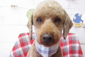 大悟ちゃんアイキャッチ