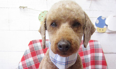 大悟ちゃんアイキャッチ