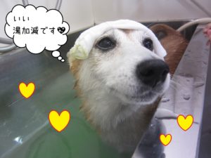 豆柴の花ちゃんスパ中