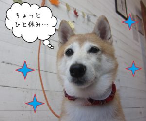 豆柴の花ちゃん施術後