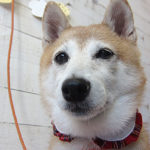 花ちゃんアイキャッチ