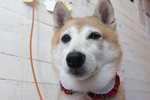 花ちゃんアイキャッチ