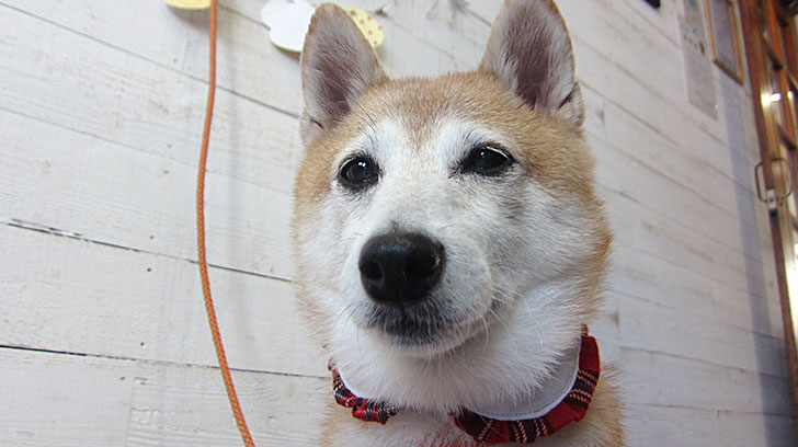花ちゃんアイキャッチ
