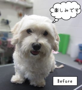 MIXのこむぎちゃんカット前