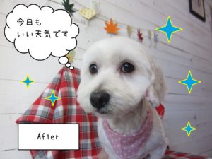 MIXのこむぎちゃん施術後