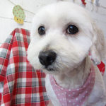 こむぎちゃんアイキャッチ