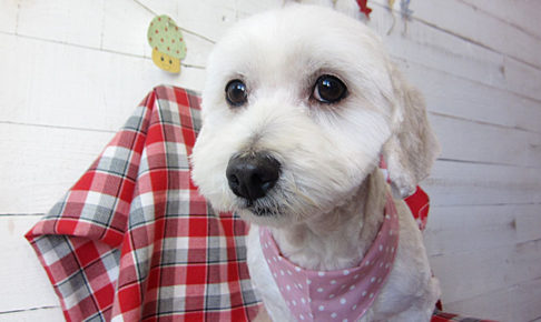 こむぎちゃんアイキャッチ