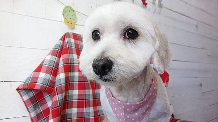 こむぎちゃんアイキャッチ