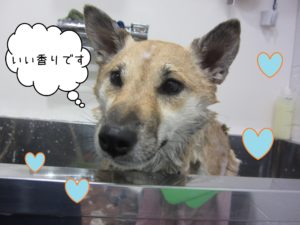 柴犬のモモちゃんシャンプー中