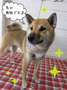 柴犬のモモちゃん施術後