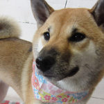 モモちゃんアイキャッチ