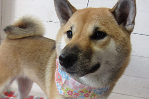 モモちゃんアイキャッチ