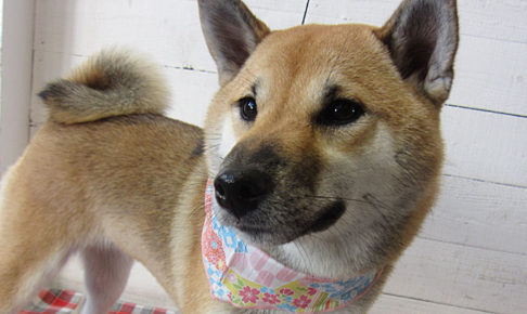 モモちゃんアイキャッチ