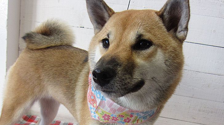 モモちゃんアイキャッチ