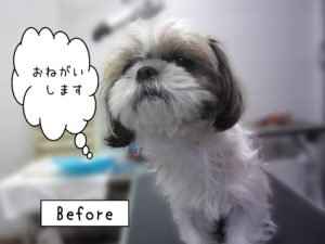 よろしくシーズー