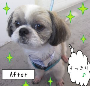 仕上がりシーズー