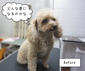 TPのモコちゃんカット前