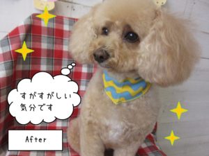 TPのモコちゃん施術後