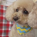 モコちゃんアイキャッチ