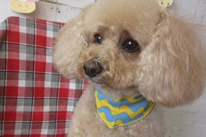 モコちゃんアイキャッチ