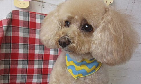 モコちゃんアイキャッチ