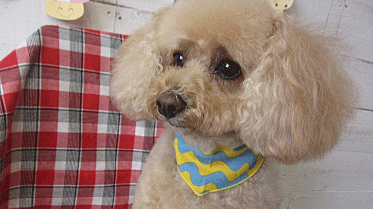 モコちゃんアイキャッチ