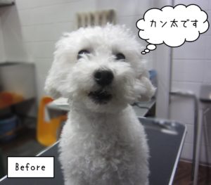 TPのカン太ちゃんカット前